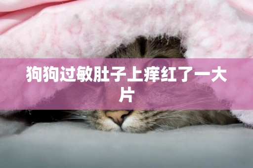 狗狗過敏肚子上癢紅了一大片