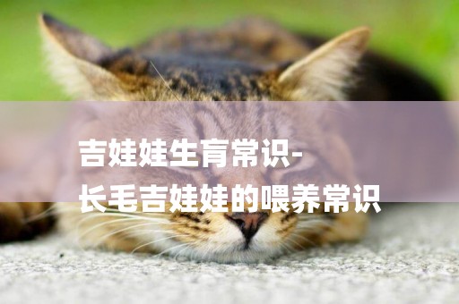 吉娃娃生肓常識-
長毛吉娃娃的喂養常識