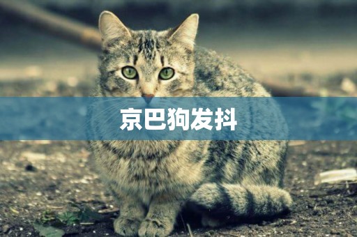 京巴狗發抖