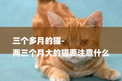 三個多月的貓-
兩三個月大的貓要注意什么