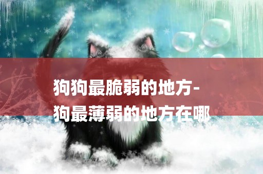 狗狗最脆弱的地方-
狗最薄弱的地方在哪