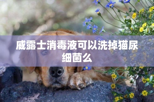 威露士消毒液可以洗掉貓尿細菌么