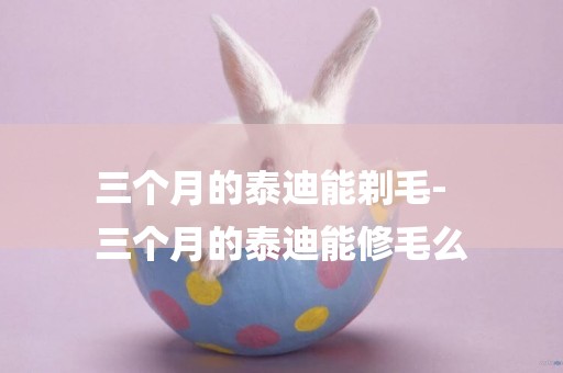 三個月的泰迪能剃毛-
三個月的泰迪能修毛么