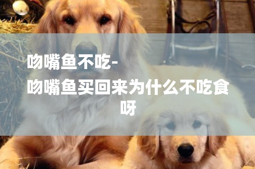 吻嘴魚不吃-
吻嘴魚買回來為什么不吃食呀