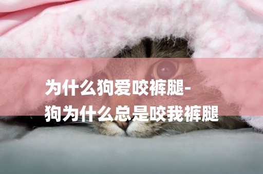 為什么狗愛咬褲腿-
狗為什么總是咬我褲腿