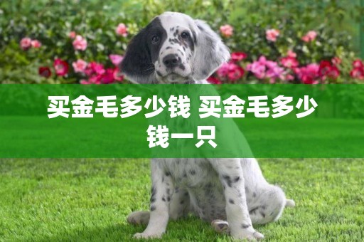 買金毛多少錢 買金毛多少錢一只