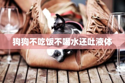 狗狗不吃飯不喝水還吐液體