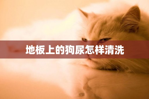 地板上的狗尿怎樣清洗