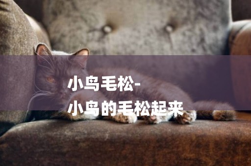 小鳥毛松-
小鳥的毛松起來