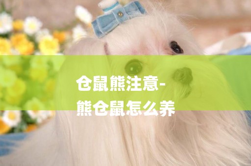 倉鼠熊注意-
熊倉鼠怎么養