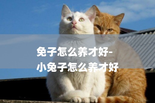 免子怎么養才好-
小兔子怎么養才好