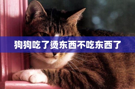 狗狗吃了燙東西不吃東西了