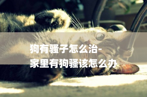 狗有騷子怎么治-
家里有狗騷該怎么辦
