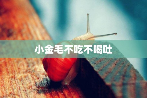 小金毛不吃不喝吐