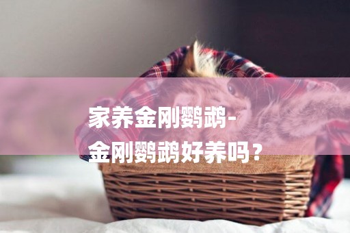 家養金剛鸚鵡-
金剛鸚鵡好養嗎？