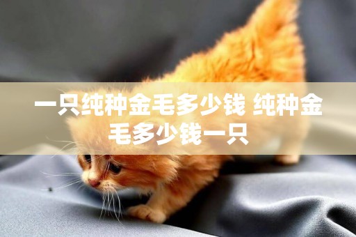 一只純種金毛多少錢 純種金毛多少錢一只