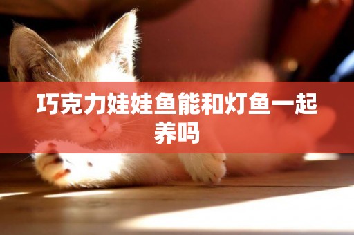 巧克力娃娃魚能和燈魚一起養嗎