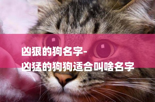 兇狠的狗名字-
兇猛的狗狗適合叫啥名字