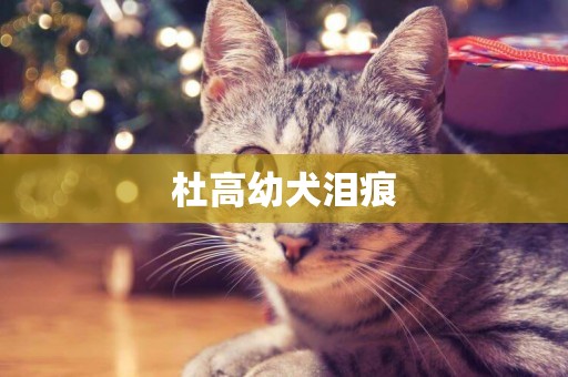 杜高幼犬淚痕