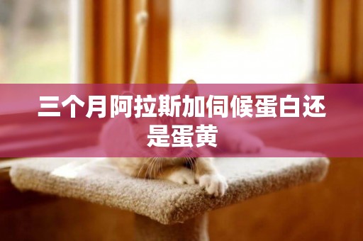 三個月阿拉斯加伺候蛋白還是蛋黃
