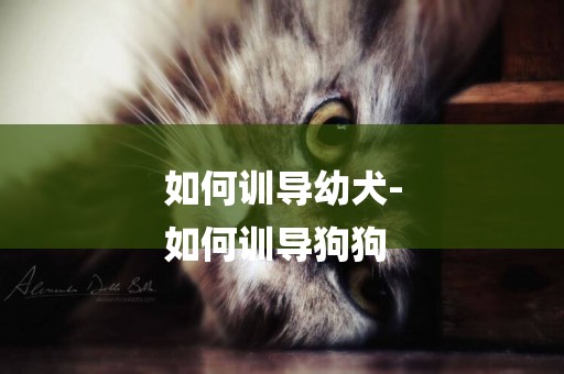 如何訓導幼犬-
如何訓導狗狗