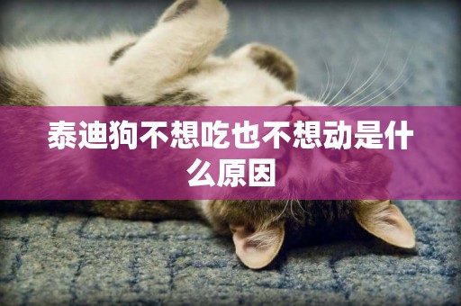 泰迪狗不想吃也不想動是什么原因