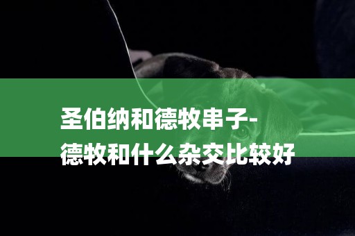 圣伯納和德牧串子-
德牧和什么雜交比較好