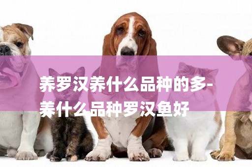 養羅漢養什么品種的多-
養什么品種羅漢魚好