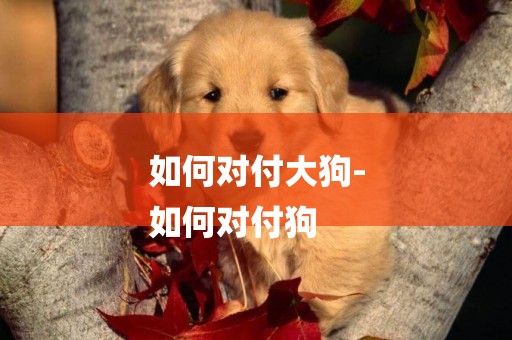 如何對付大狗-
如何對付狗