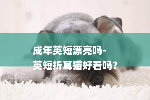 成年英短漂亮嗎-
英短折耳貓好看嗎？