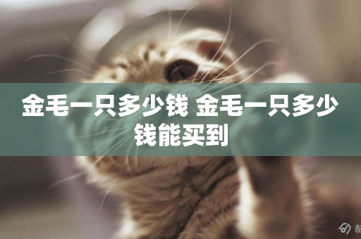 金毛一只多少錢 金毛一只多少錢能買到