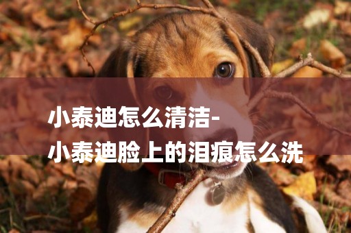 小泰迪怎么清潔-
小泰迪臉上的淚痕怎么洗