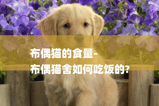 布偶貓的食量-
布偶貓舍如何吃飯的?