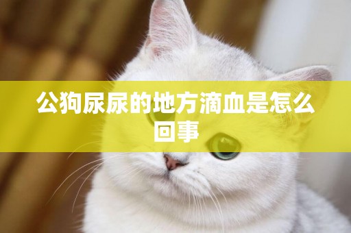 公狗尿尿的地方滴血是怎么回事