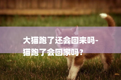 大貓跑了還會回來嗎-
貓跑了會回家嗎？