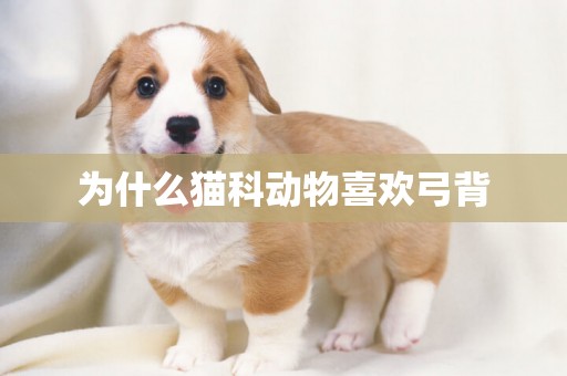 為什么貓科動物喜歡弓背