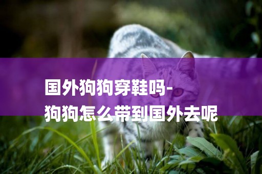 國外狗狗穿鞋嗎-
狗狗怎么帶到國外去呢