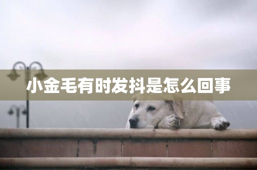 小金毛有時發抖是怎么回事