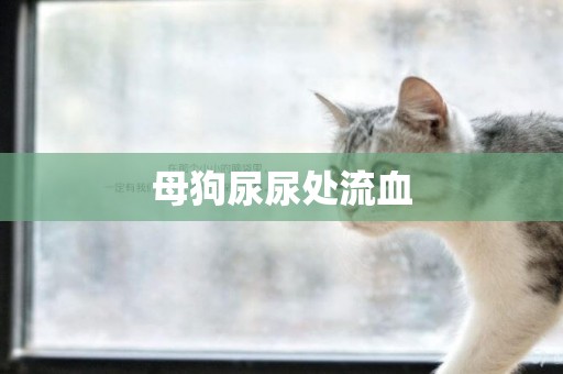 母狗尿尿處流血