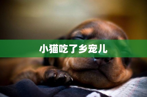 小貓吃了鄉寵兒