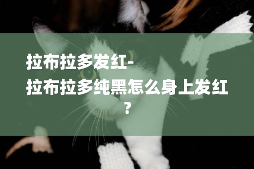 拉布拉多發紅-
拉布拉多純黑怎么身上發紅?