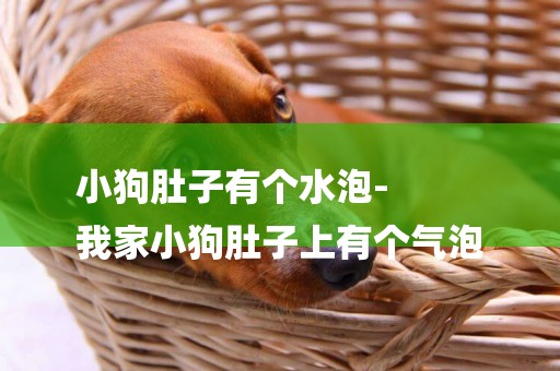 小狗肚子有個水泡-
我家小狗肚子上有個氣泡