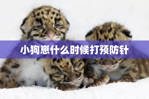 小狗崽什么時候打預防針
