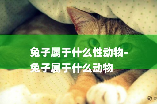 兔子屬于什么性動物-
兔子屬于什么動物