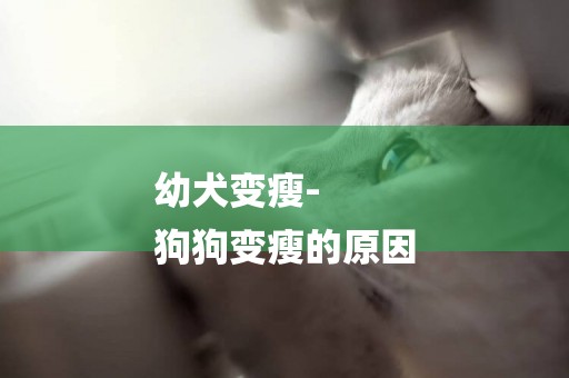幼犬變瘦-
狗狗變瘦的原因