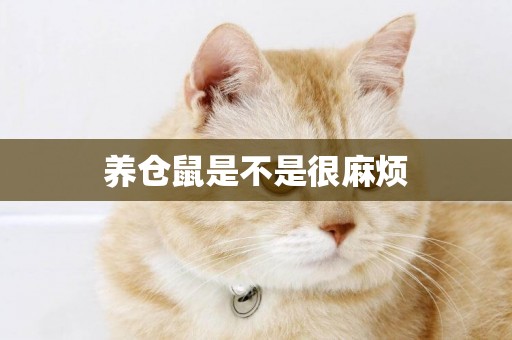 養倉鼠是不是很麻煩