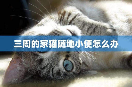 三周的家貓隨地小便怎么辦