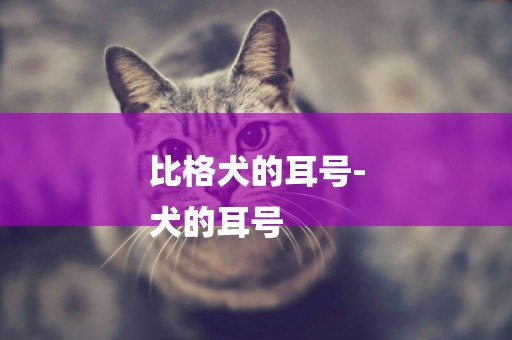 比格犬的耳號-
犬的耳號