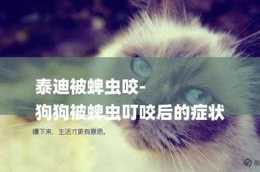 泰迪被蜱蟲咬-
狗狗被蜱蟲叮咬后的癥狀
