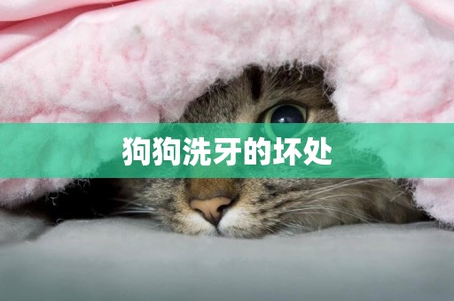 狗狗洗牙的壞處